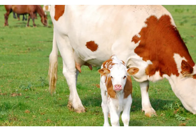 牛用B超機-牛B超給母牛做b超多久可以檢查出來懷